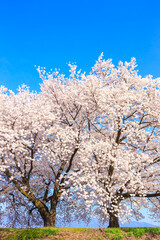 cherry blossom in spring