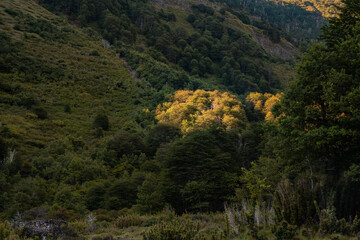 Fototapeta na wymiar Green landscape darkened by the sunset with a tree illuminated by a ray of sunlight, Chile.