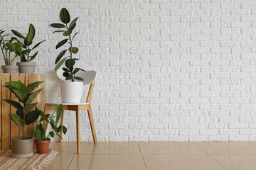 Beautiful houseplants and chair near white brick wall