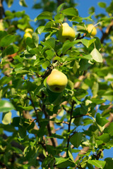 The common pear (lat. Pyrus communis), of the family Rosaceae. The Cultivar 