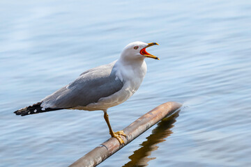 Seagull perching  by the water