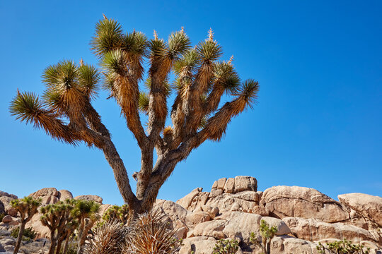 Joshua tree in the California desert in a scenic park on a sunny day in winter