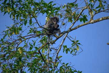 Dusky Langur, Spectacled Langur Southern langur The body color is gray, hands, feet black, face dark gray or gray black. The area around the eyes is white. similar to wearing glasses. Phetchaburi.