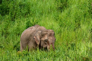 female Asian elephant gathered the crowd out to play in the soil