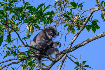 Dusky Langur, Spectacled Langur Southern langur The body color is gray, hands, feet black, face dark gray or gray black. The area around the eyes is white. similar to wearing glasses. Phetchaburi.