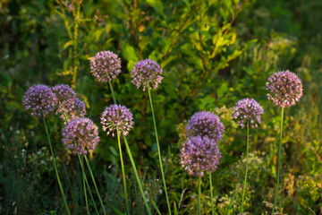 The chives (lat. Allium schoenoprasum), of the family Amaryllidaceae. Central Russia.