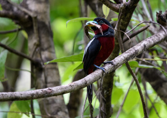 A couple of Black-and-Red broadbill (Cymbirhynchus macrorhynchos) perch on the same branch.