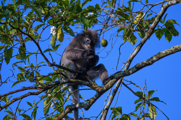 Dusky Langur, Spectacled Langur Southern langur The body color is gray, hands, feet black, face dark gray or gray black. The area around the eyes is white. similar to wearing glasses. Phetchaburi.