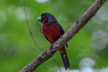 A couple of Black-and-Red broadbill (Cymbirhynchus macrorhynchos) perch on the same branch.