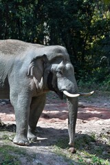 Male Asian elephant gathered the crowd out to play in the soil