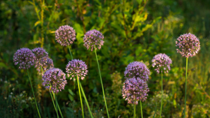The chives (lat. Allium schoenoprasum), of the family Amaryllidaceae. Central Russia.