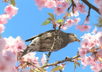 小鳥と桜