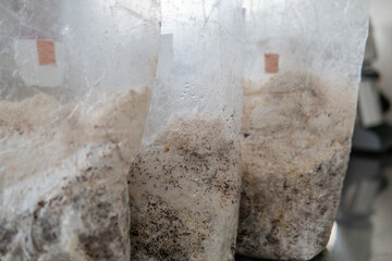cultivation of exotic mushrooms. fruit bodies of the Lion's Mane mushroom in a plastic bag © contentdealer