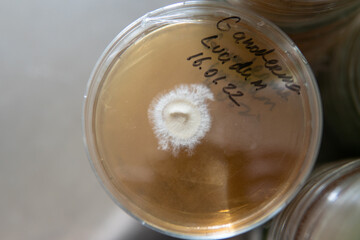 petri dishes with agar. Microbiology and mycelium