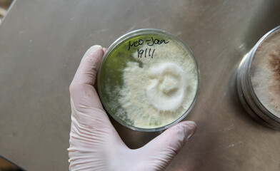 Selection and cultivation of mycelium. Mushroom cultivation around the world