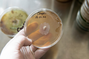 petri dishes with agar. Microbiology and mycelium