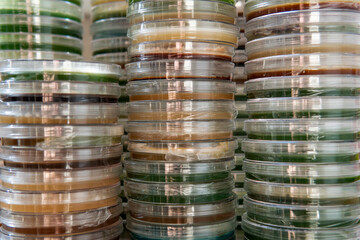 mycelium of exotic mushrooms in petri dishes. Selection and cultivation of mycelium. Mushroom cultivation around the world