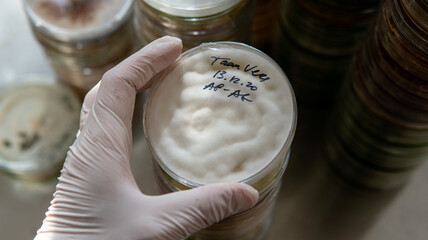 mycelium of exotic mushrooms in petri dishes. Selection and cultivation of mycelium. Mushroom...