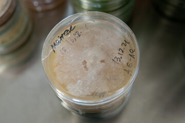 cultivation of exotic medical mushrooms. Mental and physical health due to the intake of mushrooms. Mycology