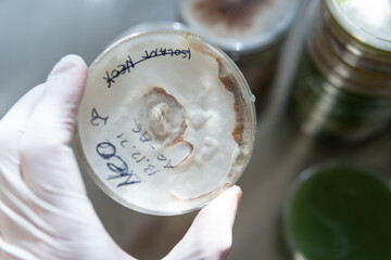 mycelium of exotic mushrooms in petri dishes. Selection and cultivation of mycelium. Mushroom cultivation around the world