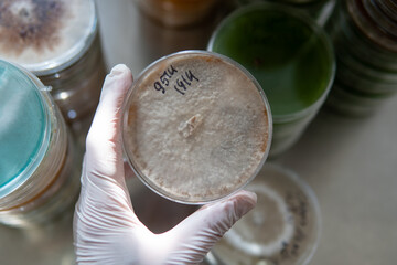 petri dishes with agar. Mycology and mycelium