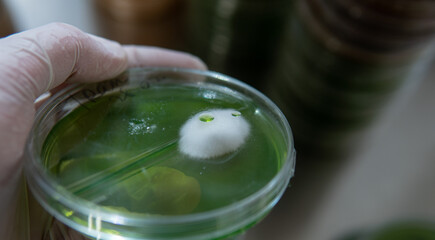 mycelium of exotic mushrooms in petri dishes. Selection and cultivation of mycelium. Mushroom cultivation around the world