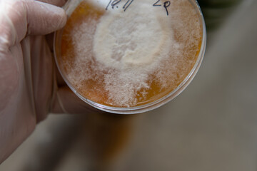 mycelium of exotic mushrooms in petri dishes. Selection and cultivation of mycelium. Mushroom cultivation around the world