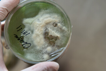 Selection and cultivation of mycelium. Mushroom cultivation around the world