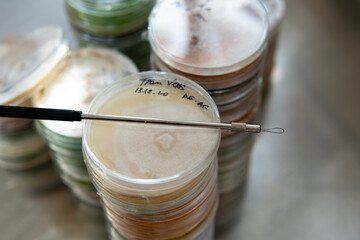 mycelium of exotic mushrooms in petri dishes. Selection and cultivation of mycelium. Mushroom cultivation around the world