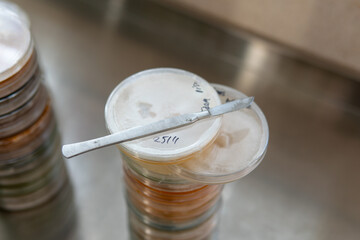 mycelium of exotic mushrooms in petri dishes. Selection and cultivation of mycelium. Mushroom cultivation around the world