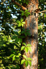 The Virginia creeper (lat. Parthenocissus quinquefolia), of the family Vitaceae, and the Baltic pine (lat. Pinus sylvestris), of the family Pinaceae. Central Russia.
