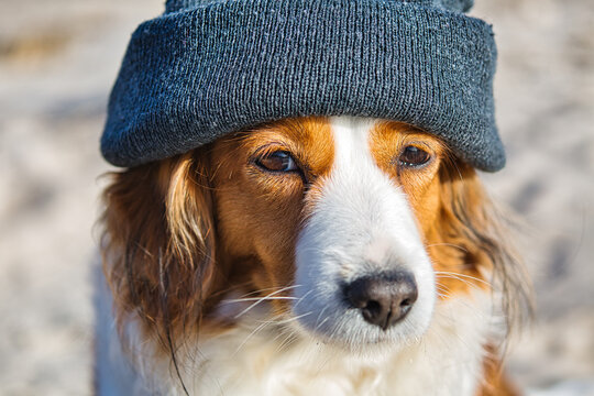 Funny Kooikerhondje dog wearing bonnet
