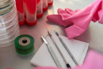 slants and petri dishes with agar for research. Mycology and cultivation of fungi.