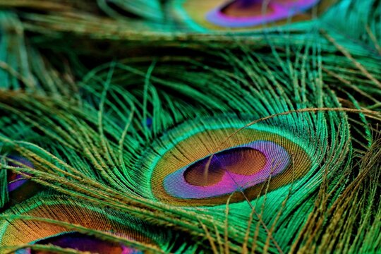 Peafowl feather closeup. Peacock feather background. Abstract background. Mor pankh.