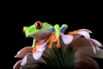 Naklejka premium Red-eyed tree frog perched on a flower
