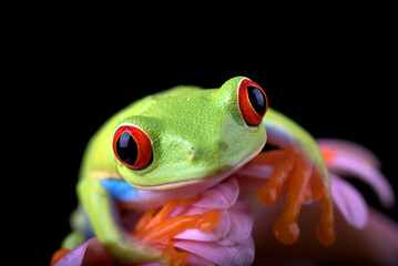 Red-eyed tree frog perched on a flower