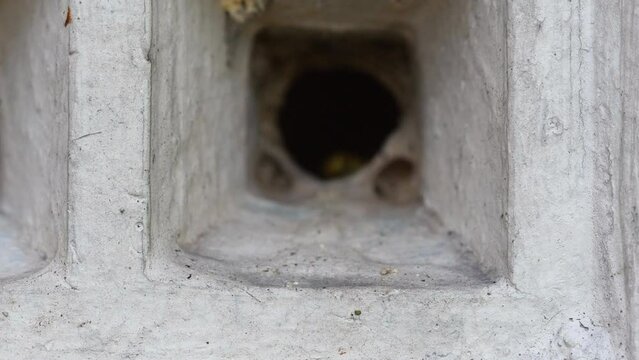 4K wasps nesting in vent