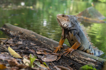 iguana