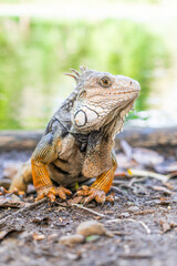iguana