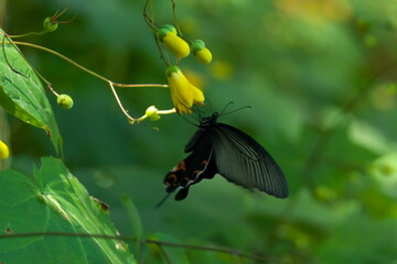 キレンゲショウマの蜜を吸う黒アゲハチョウ

