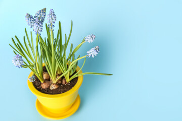 Pot with blooming grape hyacinth plant (Muscari) on blue background