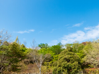 Obraz premium 春のびわこ文化公園