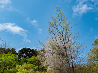 春のびわこ文化公園