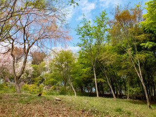 春のびわこ文化公園