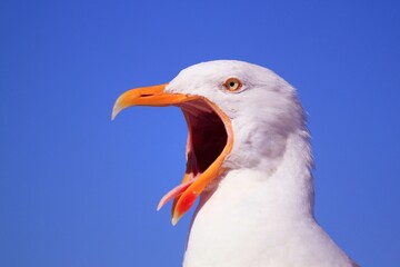 seagull