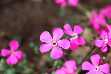 ピンクの春の花
Pink spring flowers