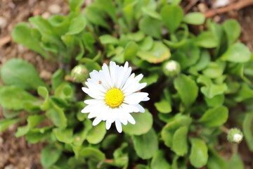 イングリッシュディジー 白い春の花
English daisy white spring flowers