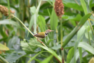 robin in the garden