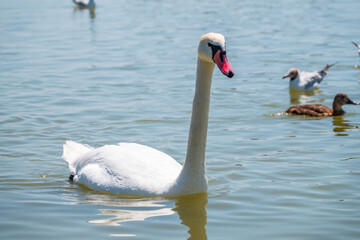 Graceful white Swan swimming in the lake, swans in the wild. Portrait of a white swan swimming on a lake.