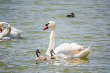 A female mute swan, Cygnus olor, swimming on a lake with its new born baby cygnets. Mute swan protects its small offspring. Gray, fluffy new born baby cygnets.